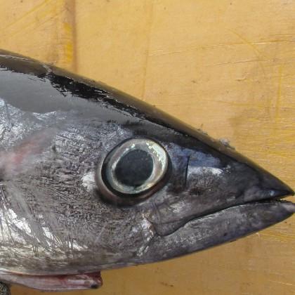 Albacore tuna