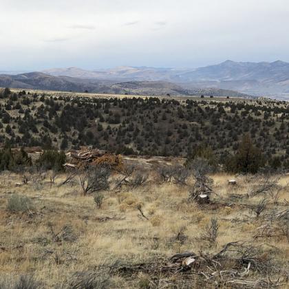 Juniper was cut down in 2013 at Flat Creek in eastern Oregon
