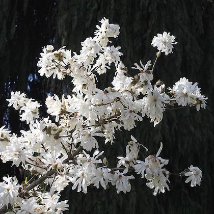 Image shows white flowers on a tree branch with a dark background