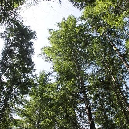 Forest canopy, H.J. Andrews Experimental Forest