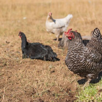 A flock of free-range laying hens graze on forage, food waste and insects.