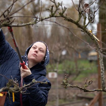 A person pruned a fruit tree at an OSU Extension pruning workshop in Independence, Oregon.