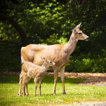 A doe and her white-spotted fawn stand close together in the sun against a background of bright green grass.