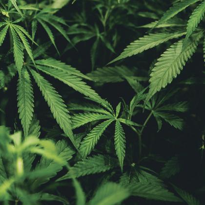 Image of marjiuana plant