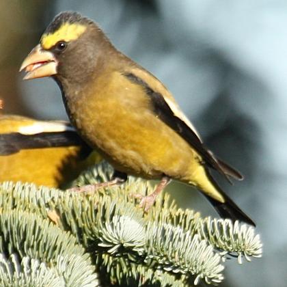 Male evening grosbeak