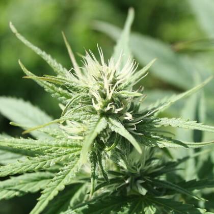 Hemp