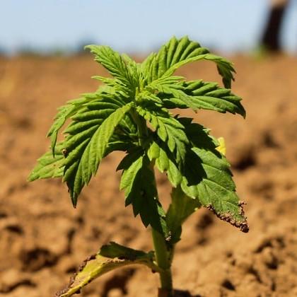 hemp plant