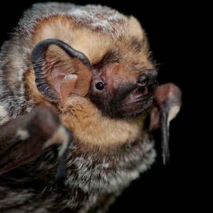 hoary bat