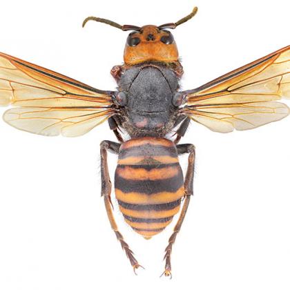 Asian giant hornet not in Oregon yet.
