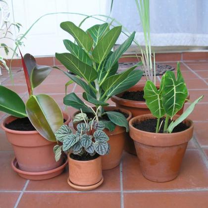 houseplants
