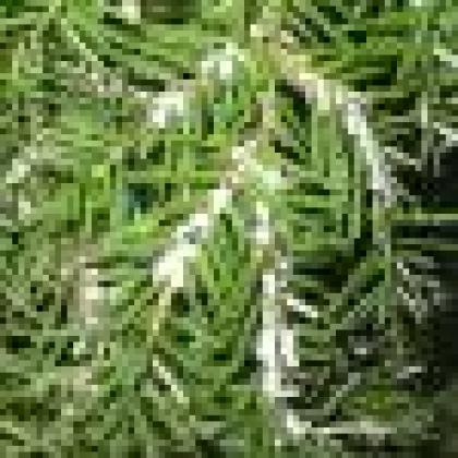 Hemlock woolly adelgids are killing eastern hemlock trees.