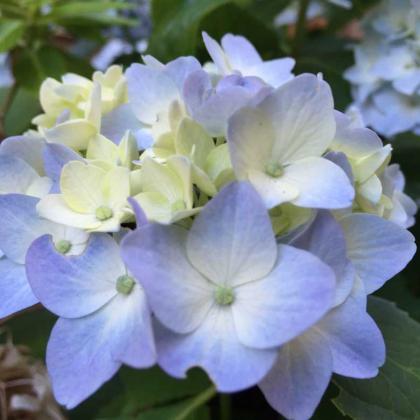 Hydrangea