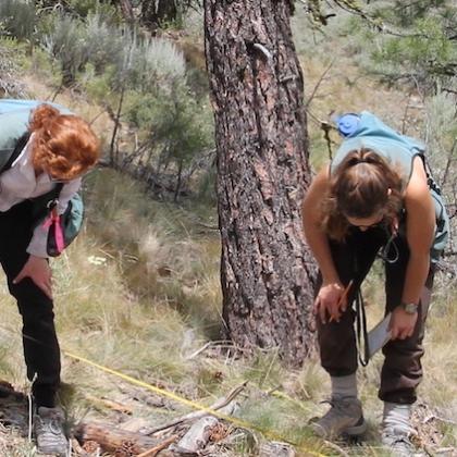 OSU field crew workers collect data in the Marshall Devine planning area in the Malheur National Forest in the southern Blue Mountains of Oregon (photo provided by James Johnston of the OSU College of Forestry).