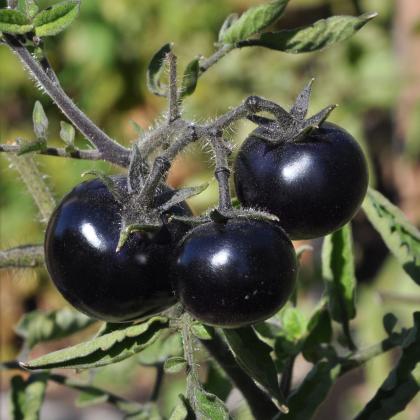  Indigo Rose tomatoes were developed by Jim Myers, a vegetable breeder at Oregon State University.