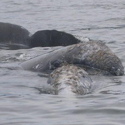 Close-up image of an adult female gray whale's head nuzzling up close to her calf in the water
