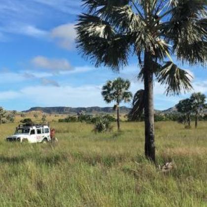 dryland forest