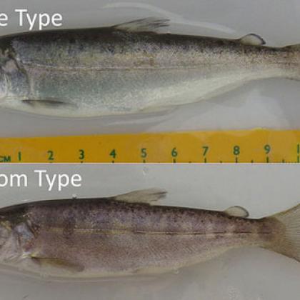 Hatchery-raised chinook salmon self-sorted vertically in tanks and those at the top grew larger