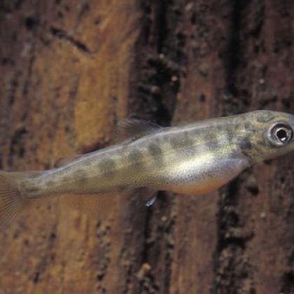 Juvenile salmon use the Earth's magnetic field to learn which way is up