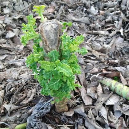 kale