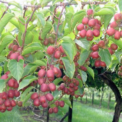 "Ananasnaya" is a hardy, fuzzy kiwifruit.