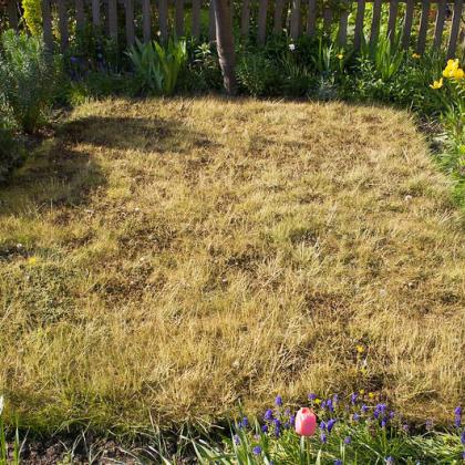 lawn