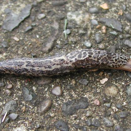 A gray slug on a sidelwak.