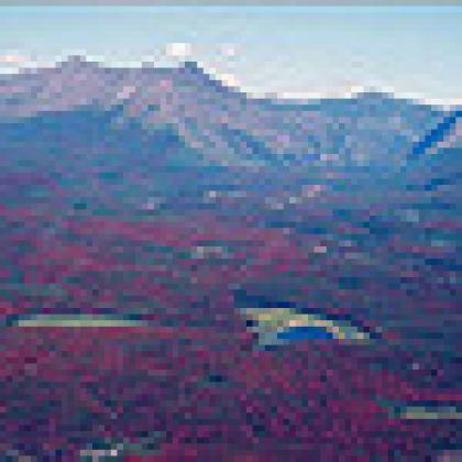 Lodgepole pine decline