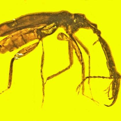 mammoth weevil  