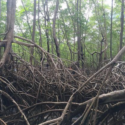 The Brazilian mangrove forest fringes the entirety of the Atlantic Coast at the mouth of the Amazon River