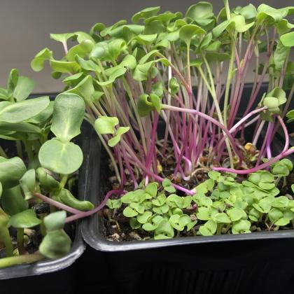 Three varieties of microgreens in containers.