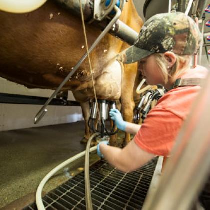 Oregon State University student attaches a milking machine to a cow in the OSU Dairy Research Center.