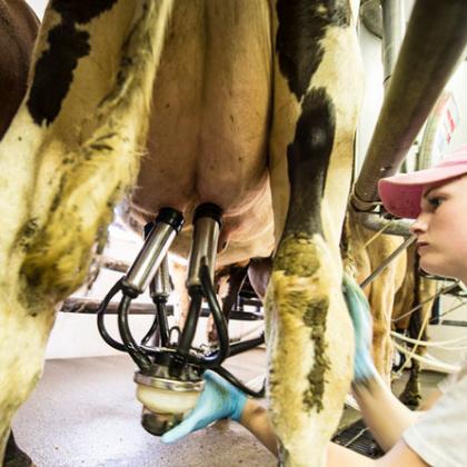 A student attaches a milking machine to an OSU dairy cow