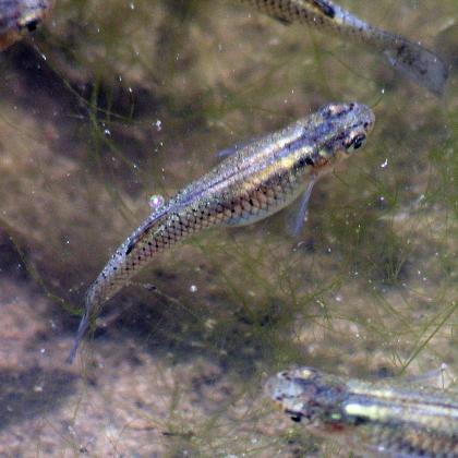 Silversih gray fish swimming in a lake.