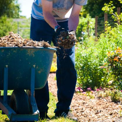 A person is bent over holding mulch with two hands, ready to place it on the ground in a garden.