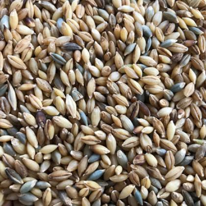 naked barleys are the result of a mutation