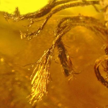fossilized needles at tip of stems