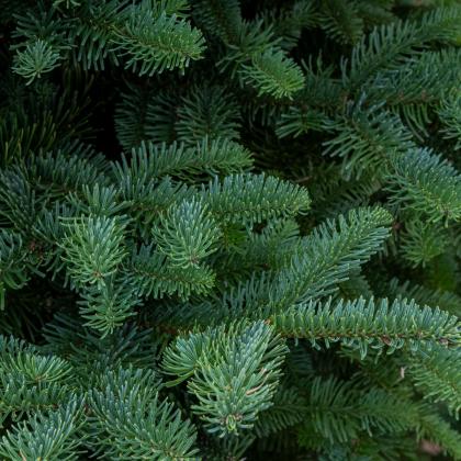 Green needles of the Noble fir, which are used as Christmas trees.