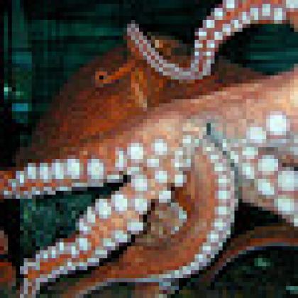 Octopus