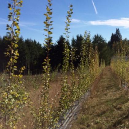 Oregon poplar plantation