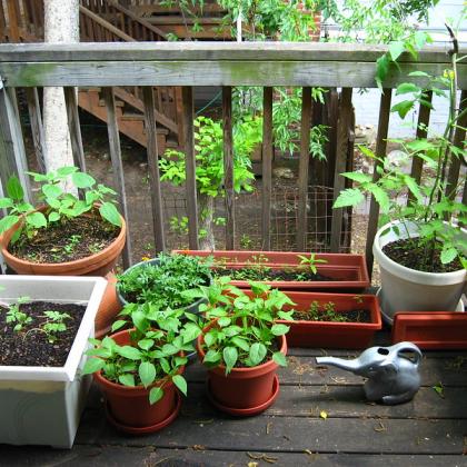 Vegetables in pots