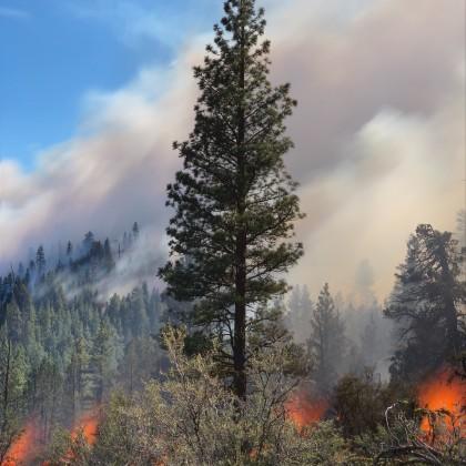 Prescribed fire