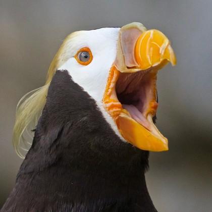 tufted puffin