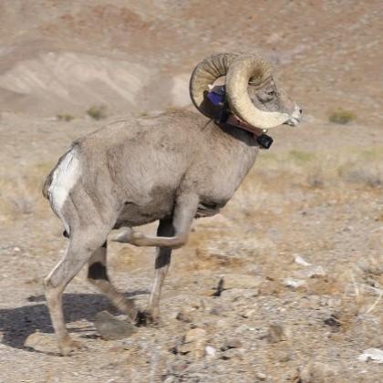 Bighorn ram, photo by Birgitta Jansen, National Park Service.