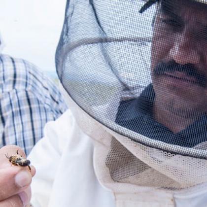 Ramesh Sagili inspects a European honeybee in a carrot seed field near Madras, Ore.