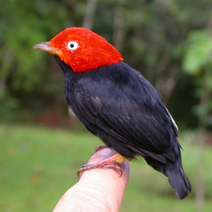 red-capped manakin