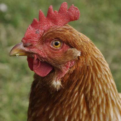 A red chicken looking very threatening and/or pensive