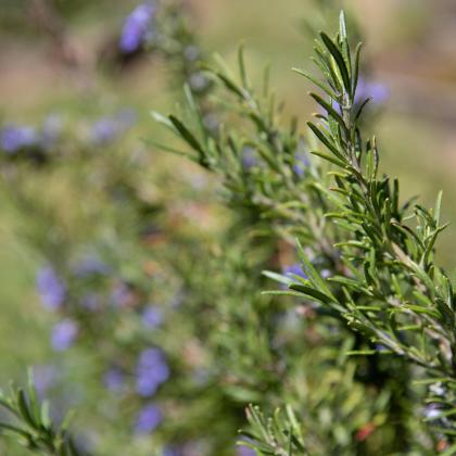 A rosemary plant.