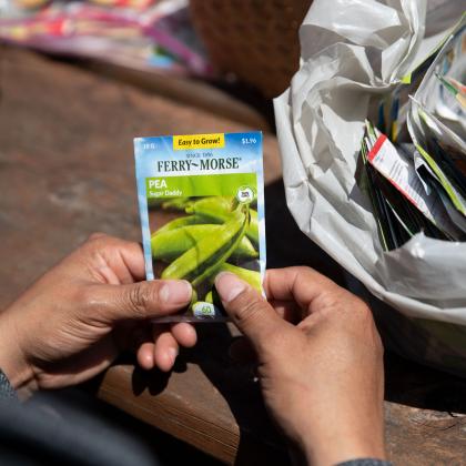 Hands holding a pea seed packet.