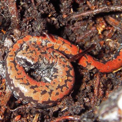 Oregon slender salamander