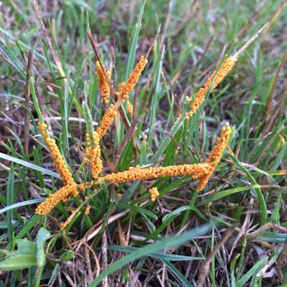 slime mold
